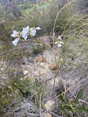 Moraea cantharophila