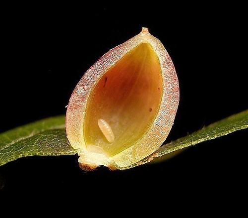 Beech Gall Midge