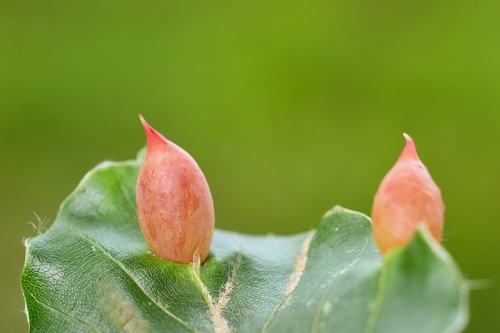 Beech Gall Midge