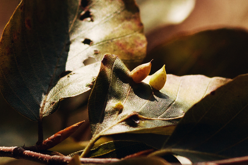Beech Gall Midge