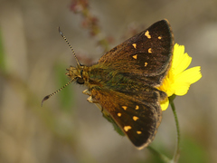 Butleria bissexguttatus