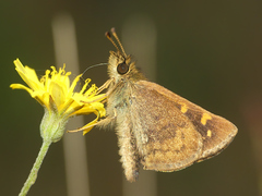 Butleria bissexguttatus