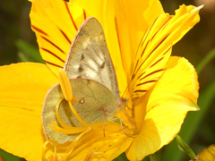 Colias vauthierii