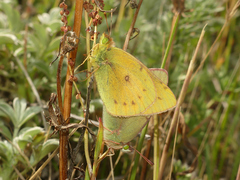 Colias vauthierii