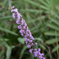 Liatris gracilis