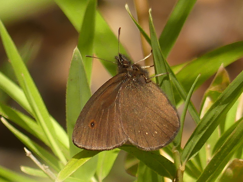 Neomaenas humilis