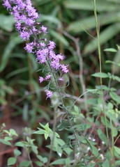 Liatris gracilis