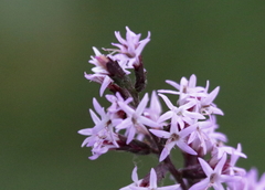 Liatris gracilis