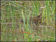 Porzana porzana