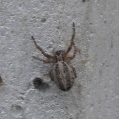 Stegodyphus sarasinorum