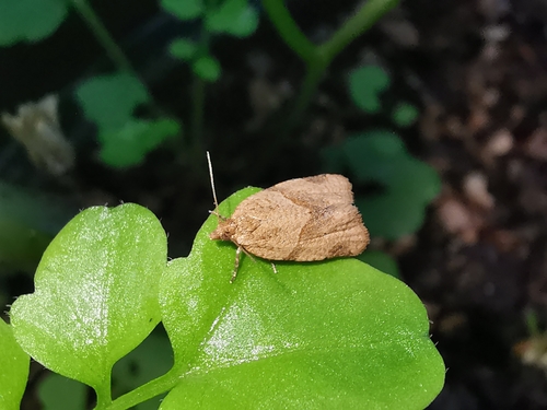 Clepsis peritana