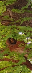 Furnarius rufus