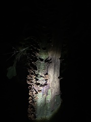 Cyphellaceae