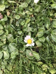 Bellis perennis