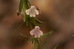 Dicerandra odoratissima
