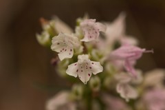 Dicerandra odoratissima