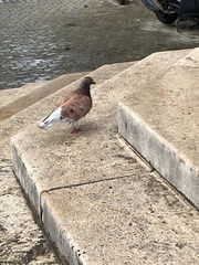 Columba livia domestica