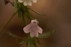 Dicerandra odoratissima