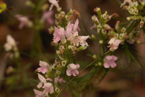 rose balm (Dicerandra odoratissima)