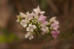 Dicerandra odoratissima