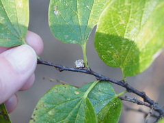 Pachypsylla celtidisgemma