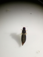 Heliothrips haemorrhoidalis