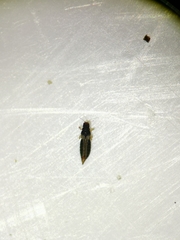 Heliothrips haemorrhoidalis