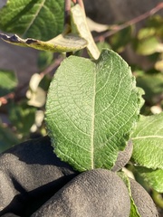 Salix caprea