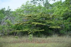 Terminalia molinetii