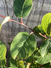Salix caprea