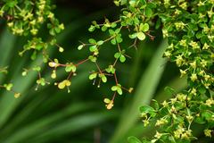 Terminalia molinetii