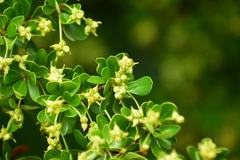 Terminalia molinetii