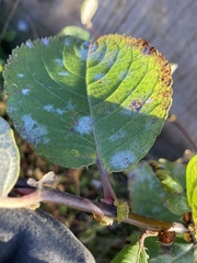 Salix caprea