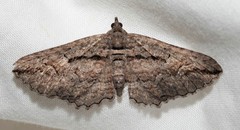 Chrysolarentia plagiocausta