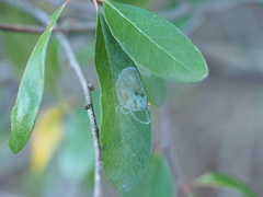 Parectopa bumeliella