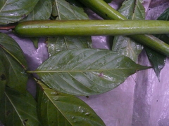 Baissea