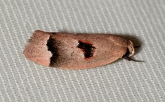 Acanthodela erythrosema