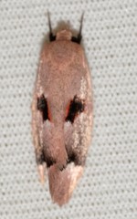 Acanthodela erythrosema