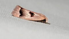 Acanthodela erythrosema