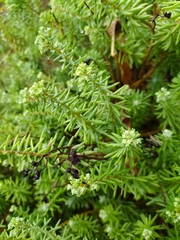 Sedum griseum