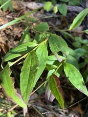 Marshallia trinervia