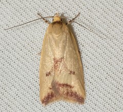 Ageletha elaeodes