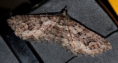 Chrysolarentia plesia