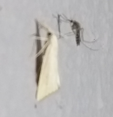 Microtheoris ophionalis