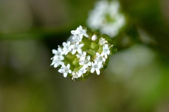 Valerianella radiata