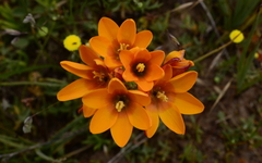 Ixia curta