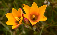 Ixia curta