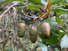 Actinidia callosa discolor