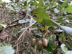 Actinidia callosa discolor