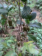 Actinidia callosa discolor